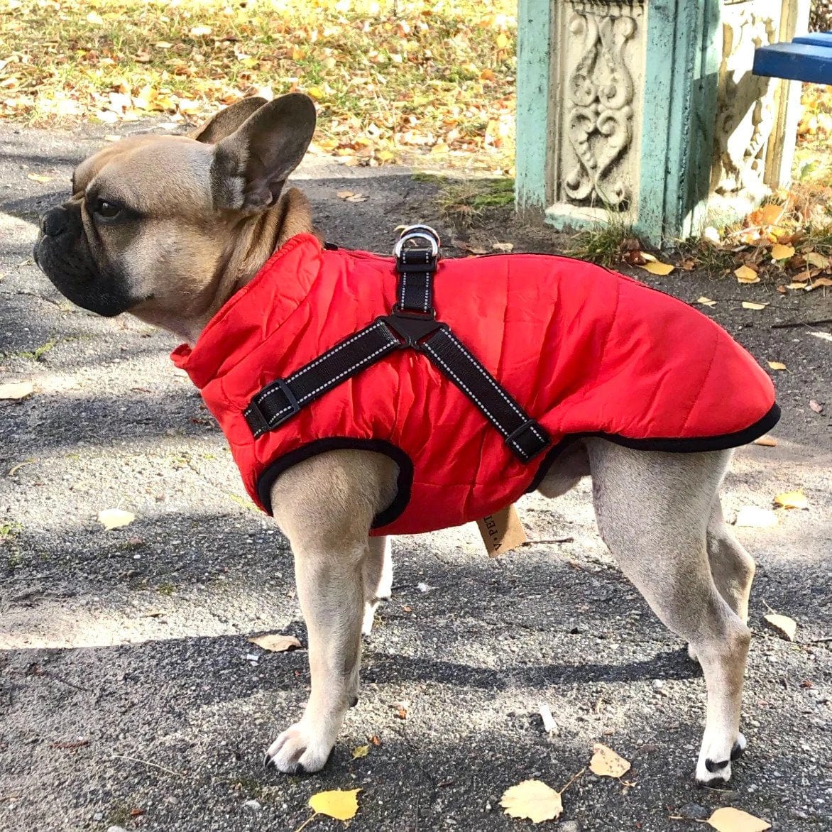 PawsHeat™ Pro I Geïsoleerde Warme Honden Jas + Gratis Hondenriem