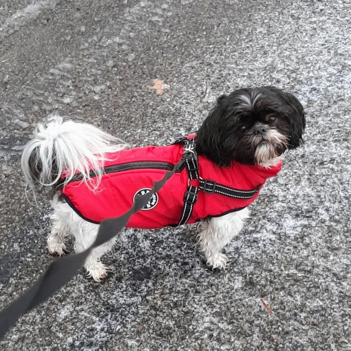 PawsHeat™ Pro I Geïsoleerde Warme Honden Jas + Gratis Hondenriem