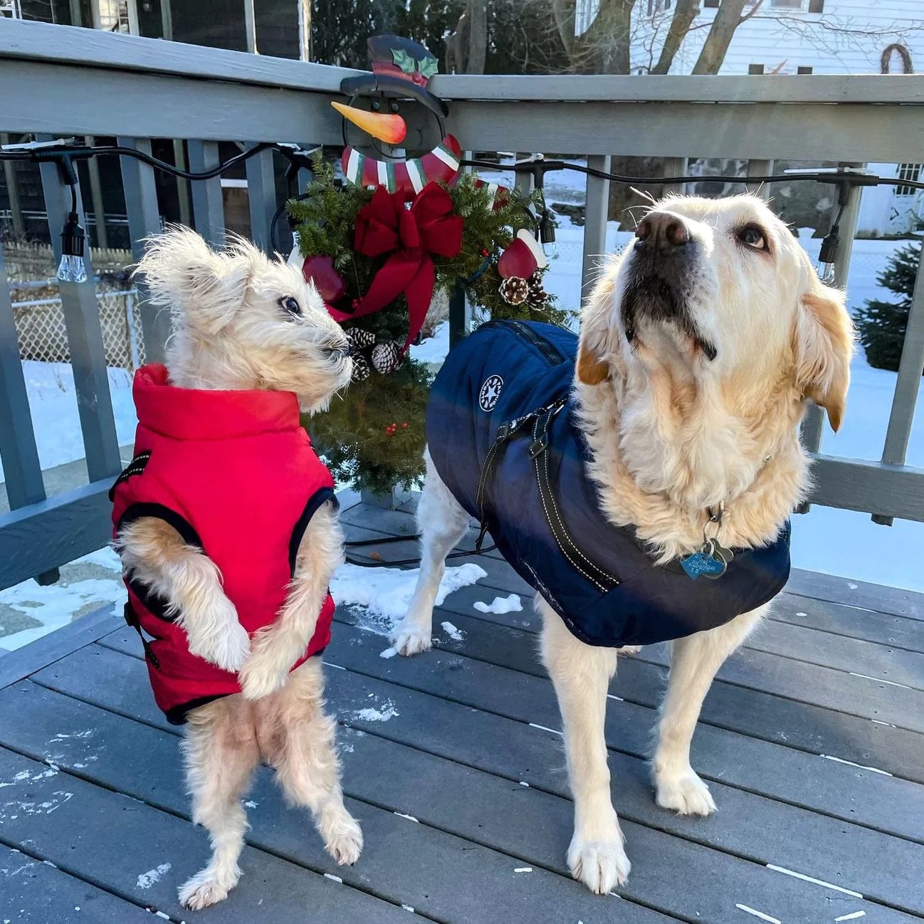PawsHeat™ Pro I Geïsoleerde Warme Honden Jas + Gratis Hondenriem